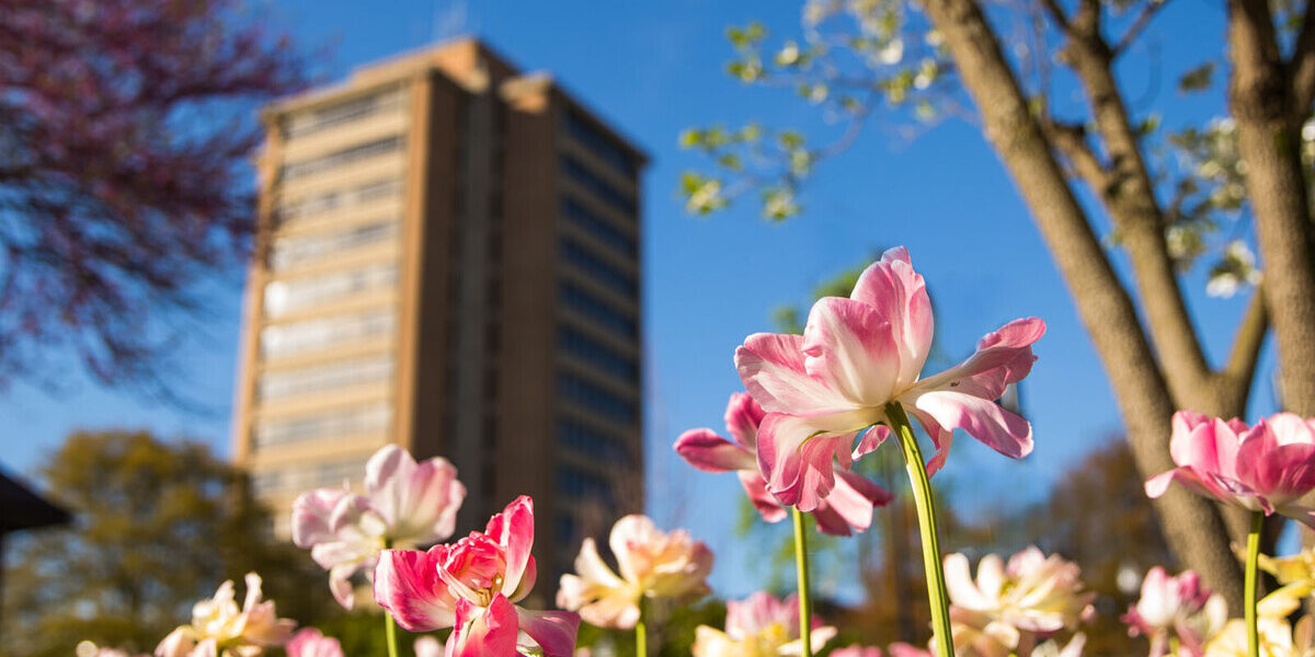 Spring flowers bloom around McClung Tower and Plaza on April 10, 2019. Photo by Steven Bridges